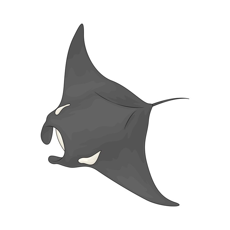 Vector el rayo manta.