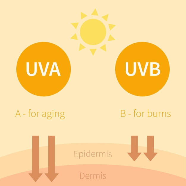 Rayos solares UVA y UVB Rayos ultravioleta plana simple inforgaphics Vector