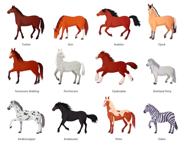 Vector razas de caballos cría de granjas de caballos para montar a caballo diferentes razas pura sangre clydesdale pony miniatura hermosa yegua shetland trotón cebra ingeniosa ilustración vectorial de animal caballo de granja