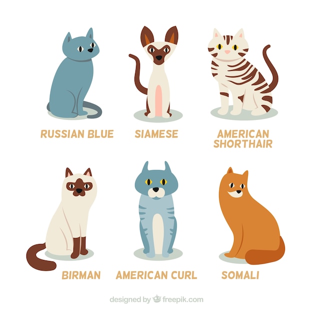 Vector razas de gato dibujados a mano