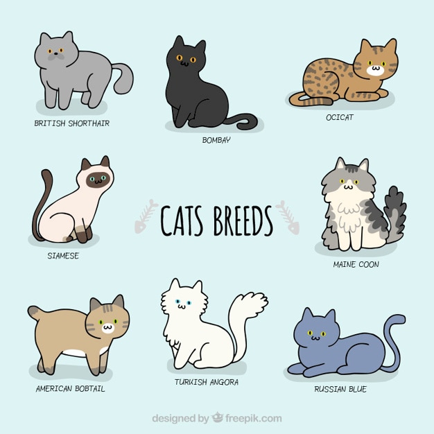 Razas lindas de gato esbozadas