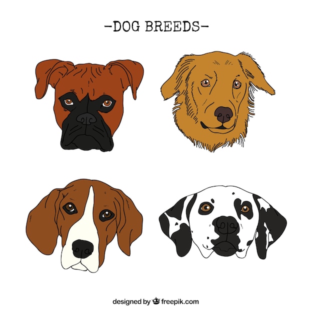 Vector razas de perro dibujadas a mano