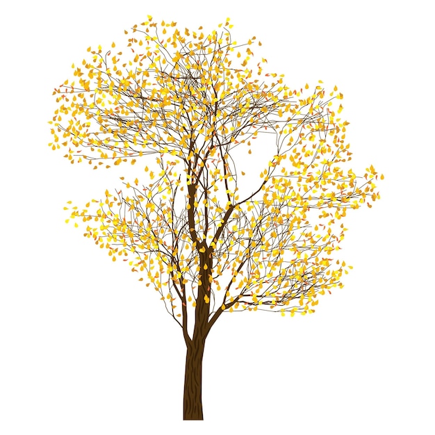 Árbol con follaje otoñal, árbol sobre fondo blanco, ilustración vectorial