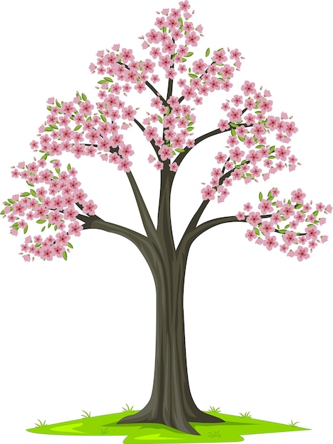 Árbol de sakura rosa flor sobre fondo blanco