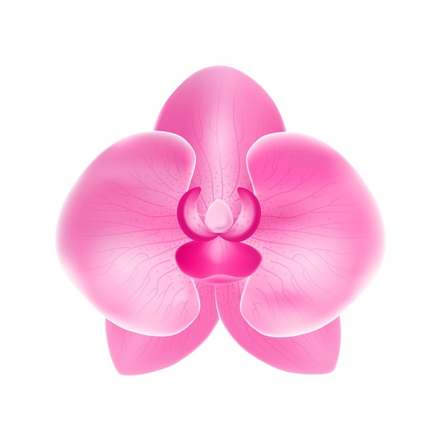 Realista detallada planta de flor de orquídea 3d aislada en fondo blanco hermosa decoración floral para la ilustración vectorial de la web