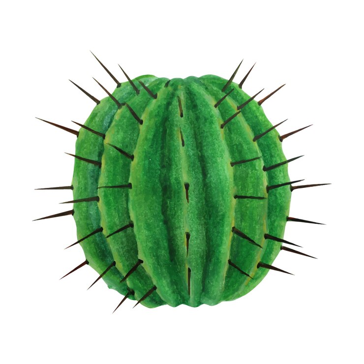 Vector realista dibujado a mano acuarela cactus suculento