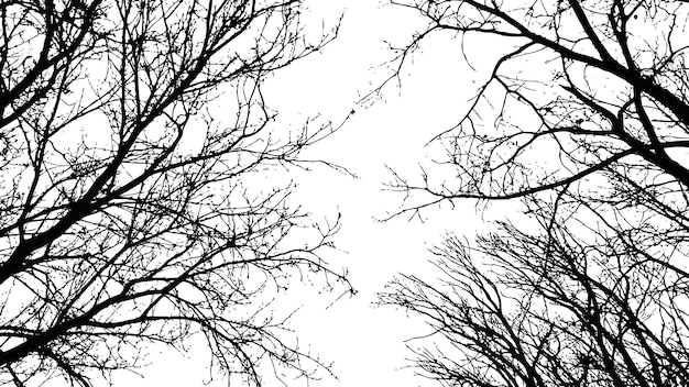 Realistas ramas desnudas de árboles naturales silueta contra el cielo blanco Ilustración vectorial árboles de otoño