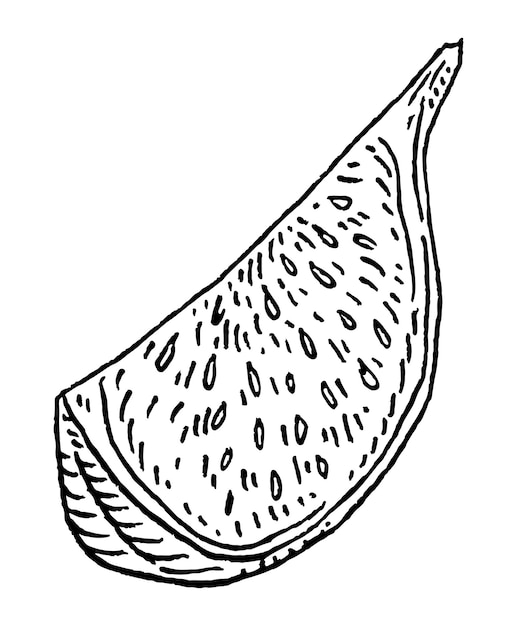 Rebanada de higo fresco Vector negro vintage grabado ilustración