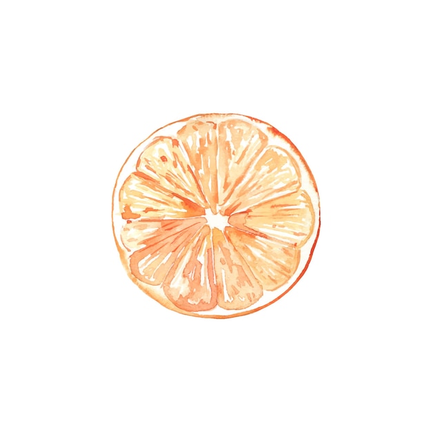 Rebanada redonda de acuarela de naranja Cítricos dibujados a mano