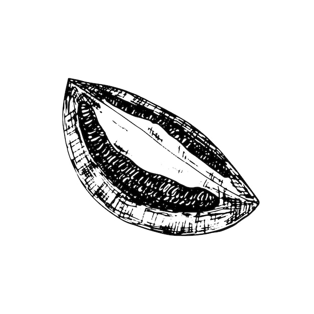 Rebanada de tomate dibujo gráfico vectorial Ilustración de pluma de tinta de tomate dibujada a mano