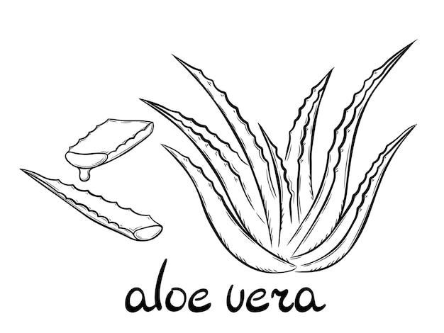 Recolección de planta medicinal de aloe vera y corte de tallo suculento. planta dibujada a mano en estilo boceto.