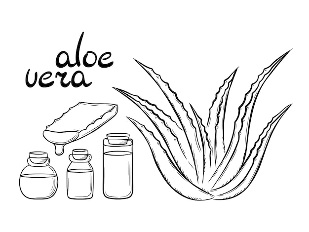 Recolección de plantas medicinales aloe vera y suculentas cortadas del tallo. Arbusto de planta dibujado a mano en línea
