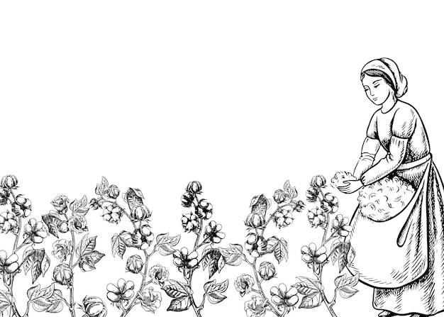Una recolectora de algodón a mano Ilustración gráfica vectorial Una mujer recoge algodón con sus propias manos