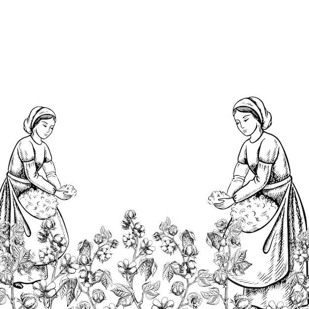 Recolectores de algodón a mano Ilustración gráfica vectorial detallada en blanco y negro dibujada a mano