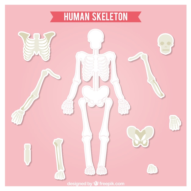 Vector recortable del esqueleto humano