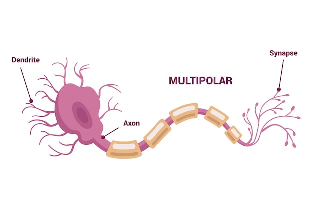Red de neuronas y tipo de neuronas una guía visual informativa para todos