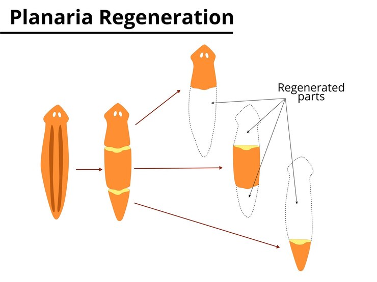 Vector regeneración de planaria reproducción ilustración científica