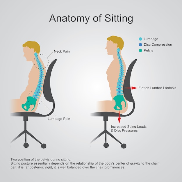 Vector la región lumbar a veces se denomina columna inferior