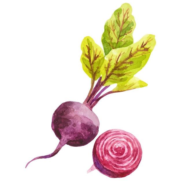 Remolacha pintada en acuarela Elemento de diseño de alimentos frescos dibujado a mano aislado sobre un fondo blanco