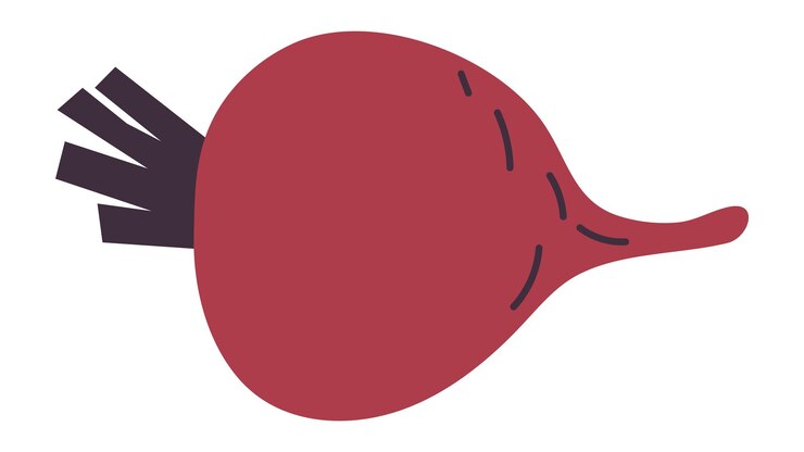 Vector remolacha roja madura. planta de raíz sana fresca aislada sobre fondo blanco