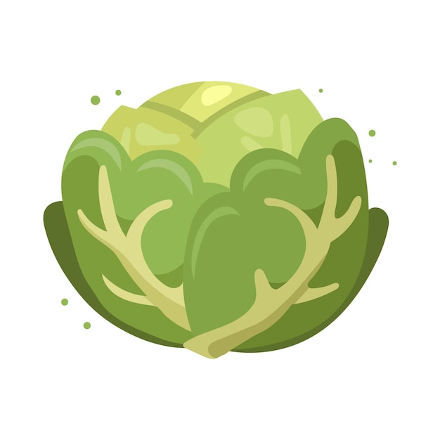 Vector repollo blanco sobre un fondo blanco. ilustración de verduras, imágenes prediseñadas, vector