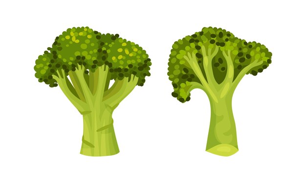 El repollo de brócoli como planta verde comestible con un conjunto vectorial de tallo y cabeza de floración