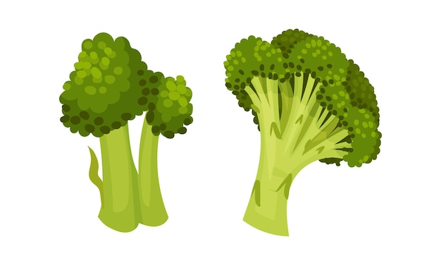 El repollo de brócoli como planta verde comestible con un conjunto vectorial de tallo y cabeza de floración