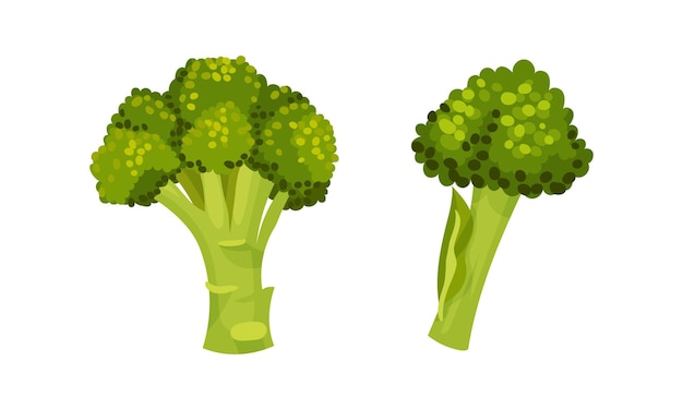 El repollo de brócoli como planta verde comestible con un conjunto vectorial de tallo y cabeza de floración