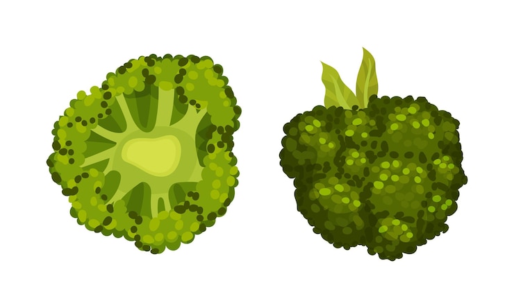Vector el repollo de brócoli como planta verde comestible con un conjunto vectorial de tallo y cabeza de floración