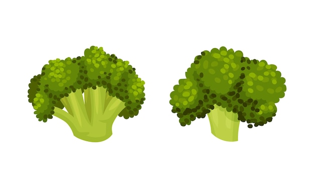 El repollo de brócoli como planta verde comestible con un conjunto vectorial de tallo y cabeza de floración