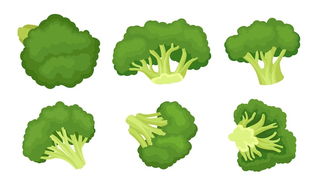 Repollo de brócoli con tallos de flores verdes aislados en un conjunto vectorial de fondo blanco