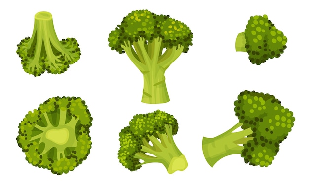 El repollo de brócoli verde en el tallo como un conjunto de vectores de nutrición saludable