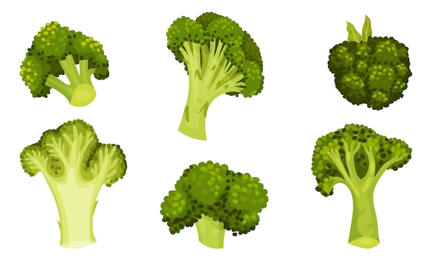 El repollo de brócoli verde en el tallo como un conjunto de vectores de nutrición saludable