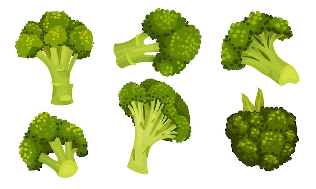 El repollo de brócoli verde en el tallo como un conjunto de vectores de nutrición saludable