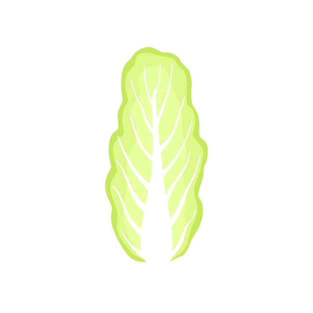 repollo chino vegetariano comida saludable verdura de hojas orgánicas para cocinar vector Ilustración aislada sobre un fondo blanco