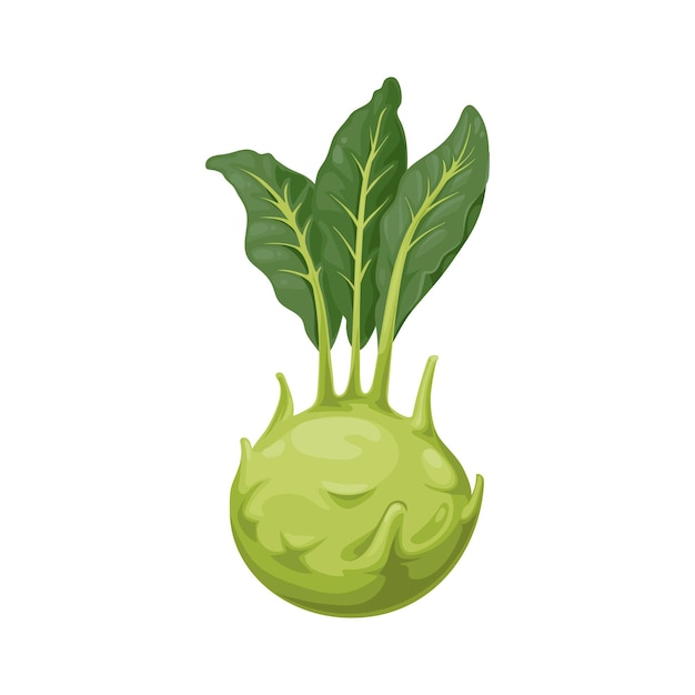 Vector repollo colinabo con tallo en forma de nabo icono realista 3d aislado. vector vegetal bienal baja raíz cruda, comida vegetariana con hojas verdes. cultivar fuerte de repollo silvestre, nabo de repollo alemán