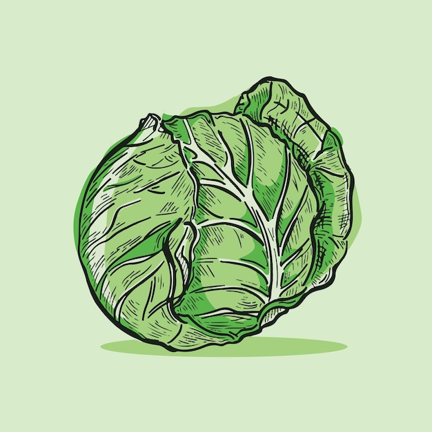 Repollo Vegetal Dibujos Animados Vector Icono Ilustración Comida Naturaleza Icono Concepto Aislado Vector Premium