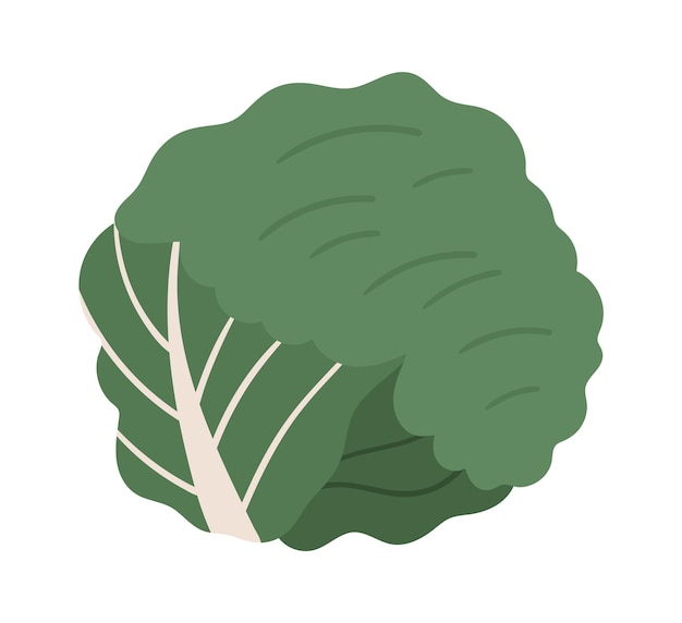 Repollo vegetal icono ilustración vectorial