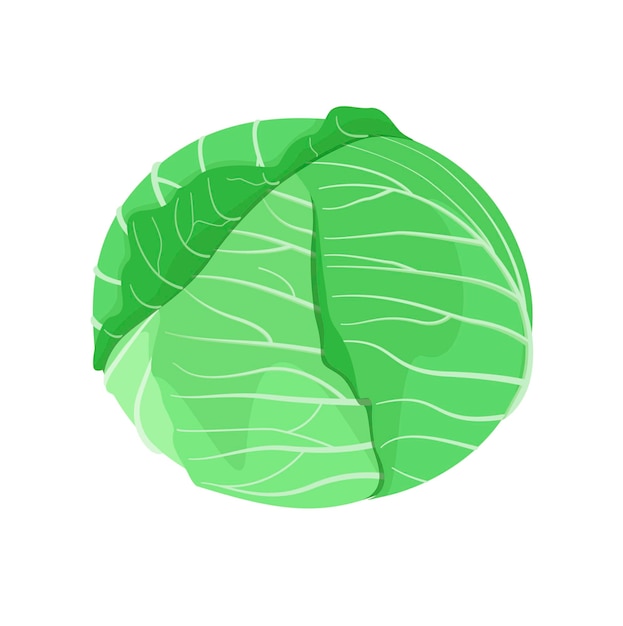 Repollo verde sobre un fondo blanco.