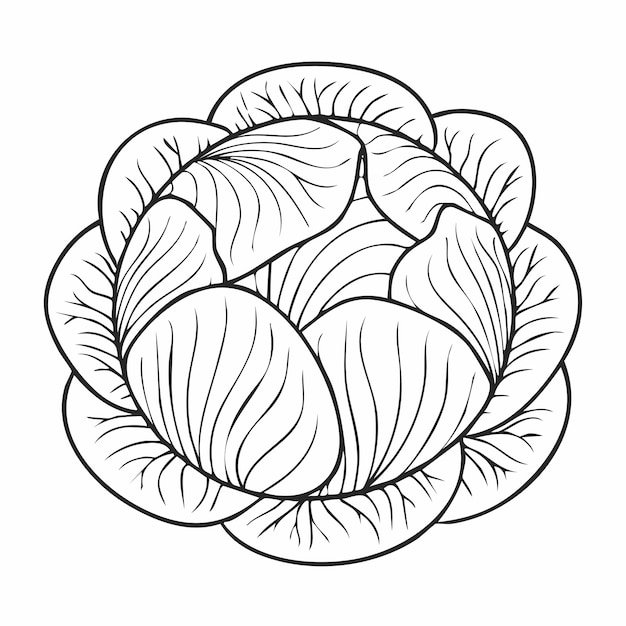 Repollo verduras comida vegana comida sana página de libro para niños para colorear en blanco y negro monocromo y