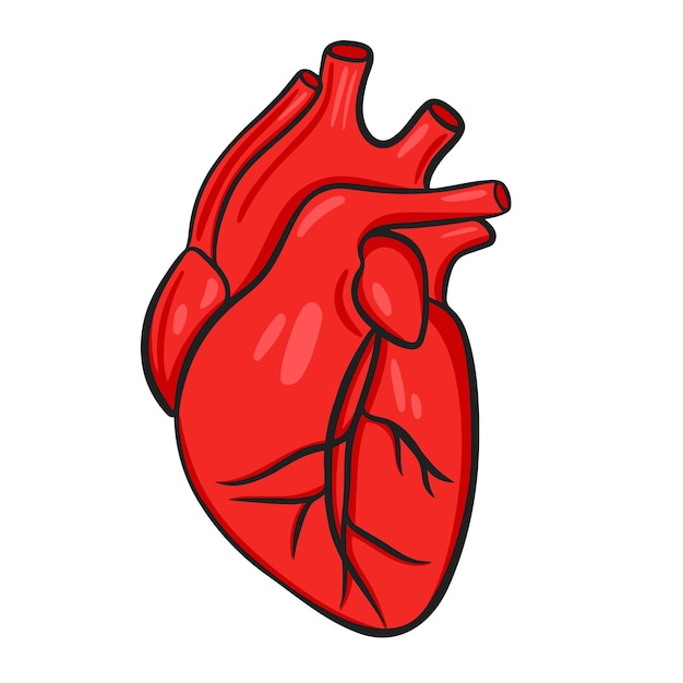 Representación anatómica del corazón del órgano humano interno principal del músculo que bombea sangre dibujado a mano