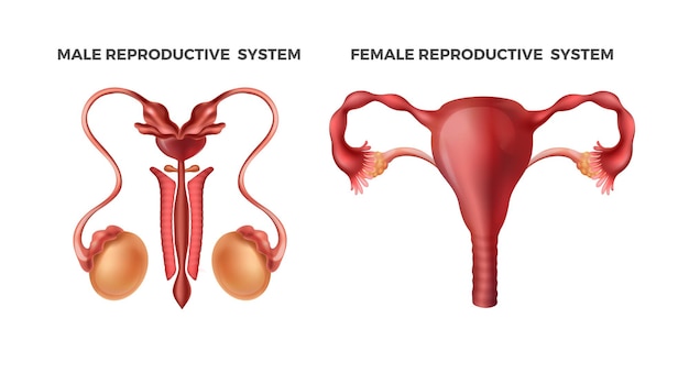 Vector reproductores masculinos y femeninos órganos internos del cuerpo humano realistas sistemas de órganos dibujados esquemáticamente para la revista de medicina educativa o científica vector hombres mujeres infografía con testículos útero