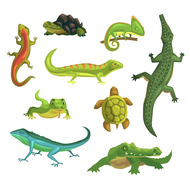 Vector reptiles y anfibios conjunto de ilustraciones.