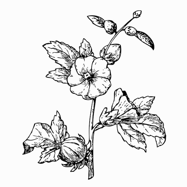 Reselle, Sorre rojo (Hibiscus sabdariffa)