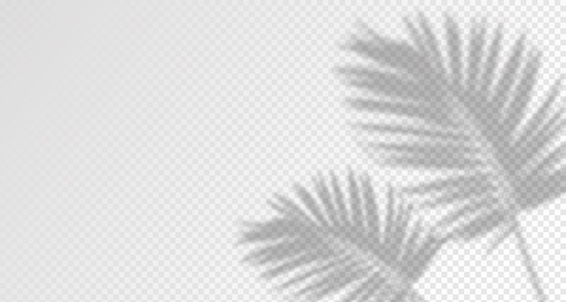 El resplandor del sol, los rayos en la pared, las sombras borrosas de las hojas y las plantas en la habitación.