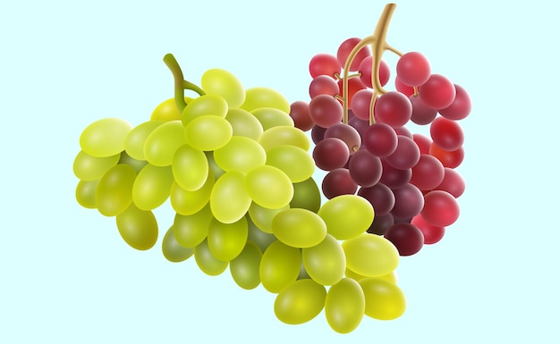 Restos de uvas maduras ilustración vectorial esbozo para la creatividad