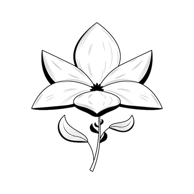 Resumen Flor dibujada a mano Planta Botánica Floral Naturaleza Bloom Doodle Concepto Diseño vectorial Esquema