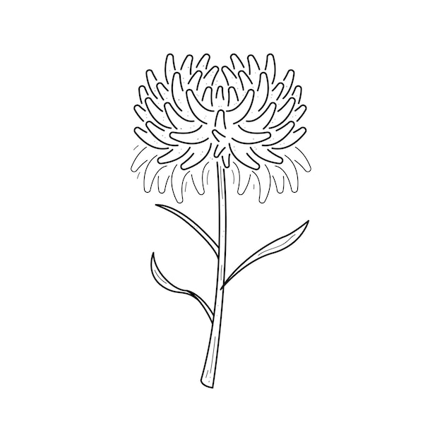 Resumen Flor dibujada a mano Planta Botánica Floral Naturaleza Bloom Doodle Concepto Diseño vectorial Esquema