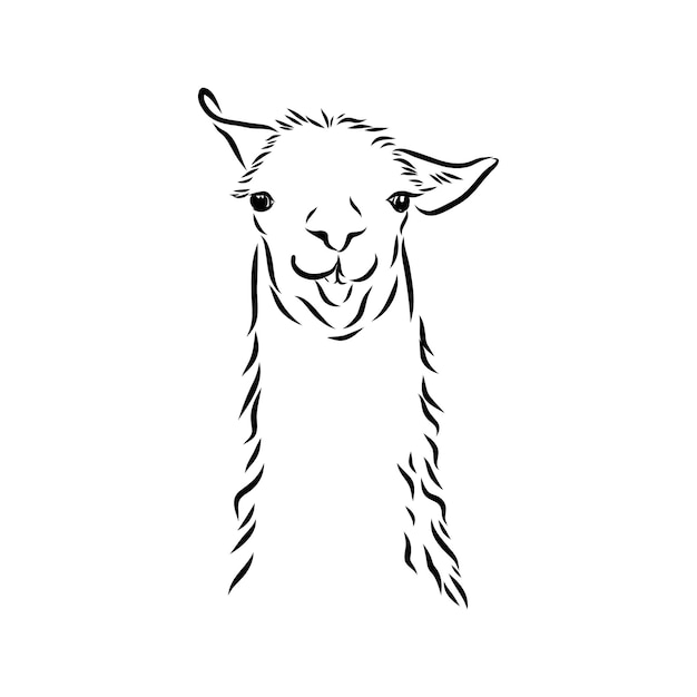 Retrato de Alpaca Llama Retrato gráfico incompleto dibujado a mano de una llama alpaca