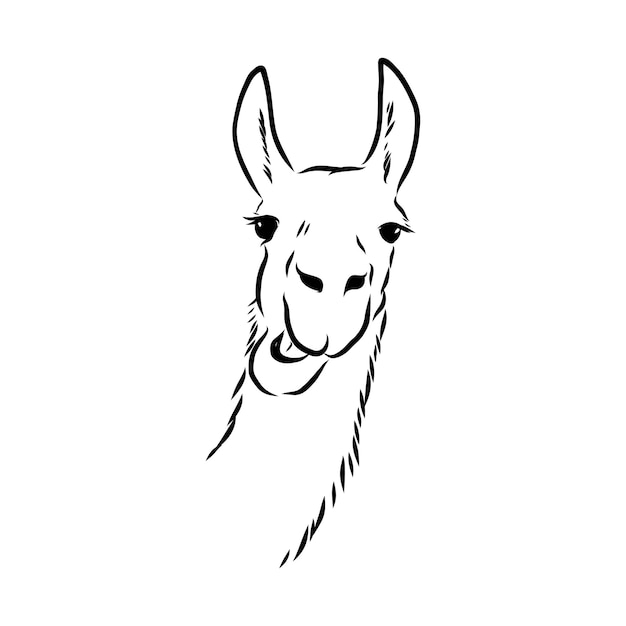 Retrato de Alpaca Llama Retrato gráfico incompleto dibujado a mano de una llama alpaca